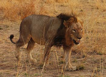 Sth Africa Male Lion.pg