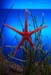Starfish01